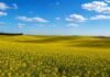 La siembra de brassicáceas entra en su tramo final y el área alcanzaría las 51.000 hectáreas Campo de colza en flor en Entre Ríos con ondulaciones suaves, cielo despejado y nubes blancas sobre un paisaje rural amplio.