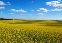 La siembra de brassicáceas entra en su tramo final y el área alcanzaría las 51.000 hectáreas Campo de colza en flor en Entre Ríos con ondulaciones suaves, cielo despejado y nubes blancas sobre un paisaje rural amplio.