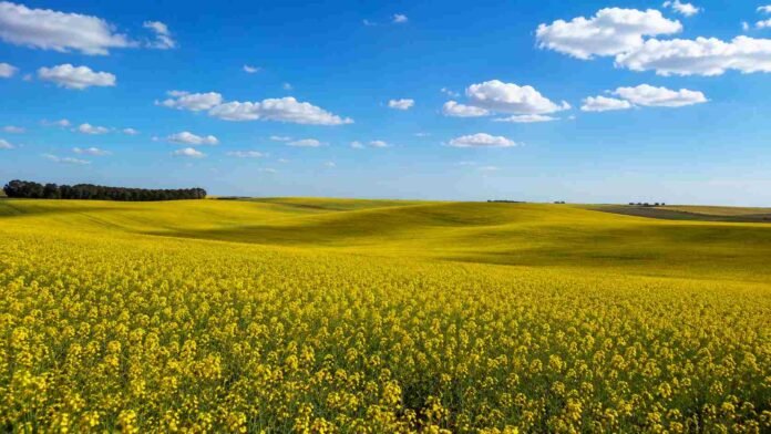 Campo de colza en flor en Entre Ríos con ondulaciones suaves, cielo despejado y nubes blancas sobre un paisaje rural amplio.
