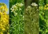 La semilla más chica del campo te da el cultivo más difícil de implantar Composición fotográfica de cultivos de colza, carinata, camelina y otras crucíferas en floración, con detalle de flores amarillas y blancas en un entorno agrícola a campo.