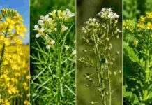La semilla más chica del campo te da el cultivo más difícil de implantar Composición fotográfica de cultivos de colza, carinata, camelina y otras crucíferas en floración, con detalle de flores amarillas y blancas en un entorno agrícola a campo.