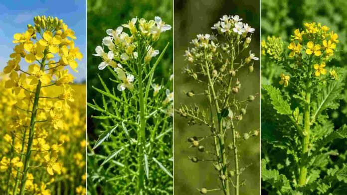 cultivos-colza-carinata-camelina-cruciferas-cobertura Composición fotográfica de cultivos de colza, carinata, camelina y otras crucíferas en floración, con detalle de flores amarillas y blancas en un entorno agrícola a campo.