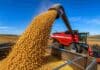 La cosecha de soja entra en su tramo final y la producción se mantiene en 50,1 millones de toneladas Descarga de soja desde una cosechadora Massey Ferguson hacia una tolva durante la cosecha, bajo un cielo despejado y con granos en primer plano.
