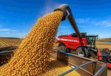 La cosecha de soja entra en su tramo final y la producción se mantiene en 50,1 millones de toneladas Descarga de soja desde una cosechadora Massey Ferguson hacia una tolva durante la cosecha, bajo un cielo despejado y con granos en primer plano.