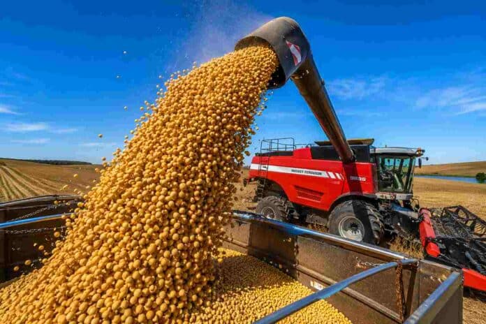 Descarga de soja desde una cosechadora Massey Ferguson hacia una tolva durante la cosecha, bajo un cielo despejado y con granos en primer plano.