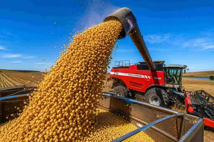 Descarga de soja desde una cosechadora Massey Ferguson hacia una tolva durante la cosecha, bajo un cielo despejado y con granos en primer plano.