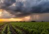 Anticipan un fuerte impacto de El Niño en la campaña agrícola 2026/27 Campo agrícola bajo nubes de tormenta y lluvias asociadas al fenómeno El Niño.