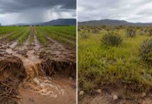 Los suelos agrícolas del semiárido pierden hasta 7 veces más sedimentos que los naturales cuando llueve fuerte Suelo agrícola erosionado por lluvias intensas frente a vegetación natural con mayor cobertura.