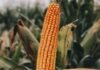 El híbrido que los productores frenan a ver al costado de la ruta ahora tiene un hermano mayor Espiga de maíz madura en primer plano dentro de un lote agrícola, con plantas de maíz desenfocadas al fondo durante la etapa final del cultivo.