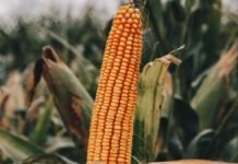 El híbrido que los productores frenan a ver al costado de la ruta ahora tiene un hermano mayor Espiga de maíz madura en primer plano dentro de un lote agrícola, con plantas de maíz desenfocadas al fondo durante la etapa final del cultivo.