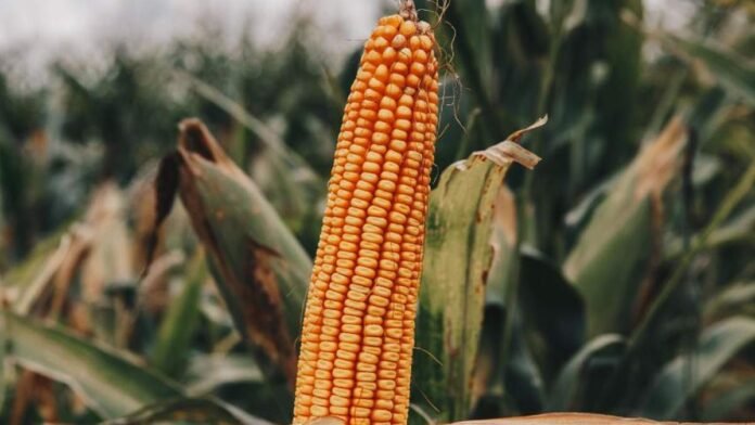 Espiga de maíz madura en primer plano dentro de un lote agrícola, con plantas de maíz desenfocadas al fondo durante la etapa final del cultivo.