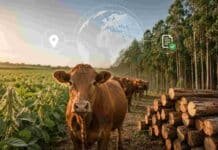 Para exportar a Europa hay un trámite nuevo que los productores de soja, carne y forestales no pueden ignorar Producción de soja, ganadería bovina y actividad forestal integradas con trazabilidad digital y geolocalización para exportaciones agroindustriales.