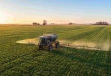 Baja histórica de la urea: los productores de la región núcleo apuntan a refertilizar el trigo y ampliar la superficie de maíz Vista aérea de un lote de trigo en pleno macollaje en la región pampeana argentina, con una fertilizadora autopropulsada aplicando urea sobre el cultivo durante una mañana invernal de cielo despejado.