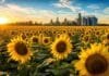 La soja perdió el trono del aceite y el girasol se quedó con las inversiones más grandes de la década Extenso cultivo de girasol en floración al atardecer, representando el crecimiento de la producción de oleaginosas y la expansión de la industria aceitera orientada a la exportación.