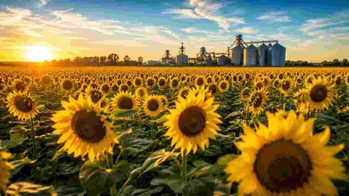 girasol-industria-aceitera-exportaciones Extenso cultivo de girasol en floración al atardecer, representando el crecimiento de la producción de oleaginosas y la expansión de la industria aceitera orientada a la exportación.