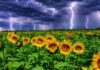 Girasol caería 15% en Entre Ríos por El Niño Campo de girasoles con colores vívidos bajo cielo de tormenta oscuro y relámpagos en el horizonte.
