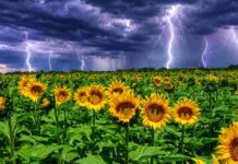 Girasol caería 15% en Entre Ríos por El Niño Campo de girasoles con colores vívidos bajo cielo de tormenta oscuro y relámpagos en el horizonte.