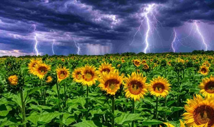 girasoles-tormenta-relampagos-ruralnet Campo de girasoles con colores vívidos bajo cielo de tormenta oscuro y relámpagos en el horizonte.
