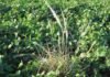 Resistencia o tolerancia en malezas: la ciencia difumina el límite y replantea el manejo Mata de gramón resistente emergiendo en un lote de soja, mostrando la presencia de malezas perennes en un cultivo agrícola.