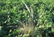 Resistencia o tolerancia en malezas: la ciencia difumina el límite y replantea el manejo Mata de gramón resistente emergiendo en un lote de soja, mostrando la presencia de malezas perennes en un cultivo agrícola.