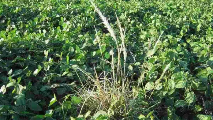 Mata de gramón resistente emergiendo en un lote de soja, mostrando la presencia de malezas perennes en un cultivo agrícola.