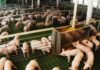 Las exportaciones porcinas argentinas crecieron 161% en valor durante el primer cuatrimestre de 2026 Cerdos en instalaciones de producción intensiva dentro de una granja porcina tecnificada destinada a la cría y engorde de animales