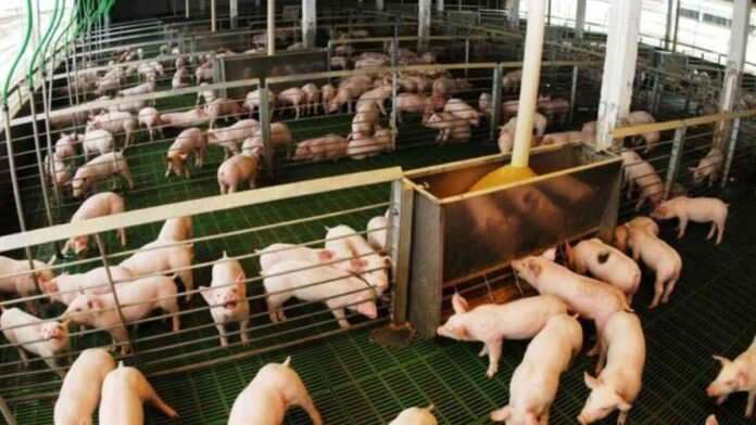 Cerdos en instalaciones de producción intensiva dentro de una granja porcina tecnificada destinada a la cría y engorde de animales