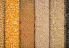 Granos: Chicago cerró con fuertes subas y dio respaldo a la soja y el maíz Soja, maíz, trigo, avena, sorgo y girasol separados por líneas en vista superior.
