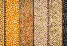 Granos: Chicago cerró con fuertes subas y dio respaldo a la soja y el maíz Soja, maíz, trigo, avena, sorgo y girasol separados por líneas en vista superior.