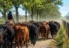 El campo cordobés exige que la Legislatura elimine un impuesto que cobra sin dar nada a cambio Rodeo de hacienda bovina trasladándose por un camino rural de Córdoba, acompañado por un jinete, en una escena representativa del debate sobre las guías ganaderas y el movimiento de animales.