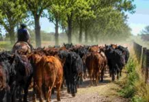 El campo cordobés exige que la Legislatura elimine un impuesto que cobra sin dar nada a cambio Rodeo de hacienda bovina trasladándose por un camino rural de Córdoba, acompañado por un jinete, en una escena representativa del debate sobre las guías ganaderas y el movimiento de animales.