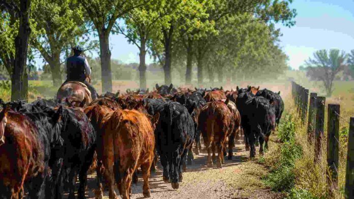 guias-ganaderas-traslado-hacienda-cordoba Rodeo de hacienda bovina trasladándose por un camino rural de Córdoba, acompañado por un jinete, en una escena representativa del debate sobre las guías ganaderas y el movimiento de animales.