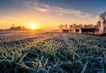 Heladas generalizadas y frío intenso: el pronóstico agropecuario del 23 al 25 de junio Campo con pasturas cubiertas de helada al amanecer, hacienda al fondo entre neblina y luz fría, representando el avance de aire frío sobre zonas rurales.