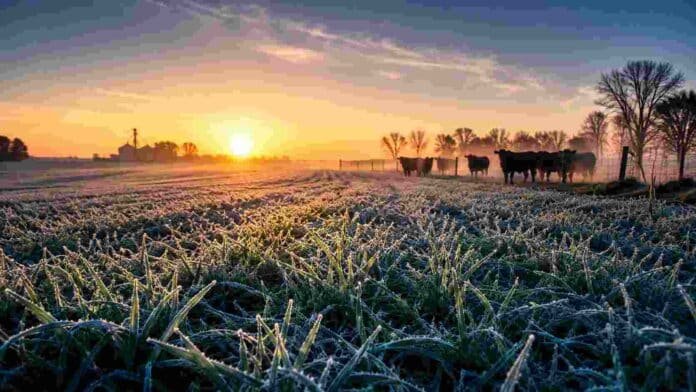 Campo con pasturas cubiertas de helada al amanecer, hacienda al fondo entre neblina y luz fría, representando el avance de aire frío sobre zonas rurales.