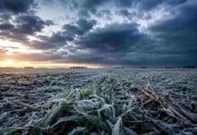 Frente frío con heladas, lluvias e inestabilidad afectará las zonas productivas entre el sábado y el lunes Trigo recién germinado cubierto de escarcha en un campo de la llanura pampeana al amanecer, bajo nubes oscuras y ambiente invernal intenso