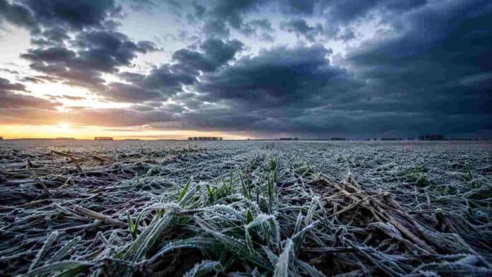 Trigo recién germinado cubierto de escarcha en un campo de la llanura pampeana al amanecer, bajo nubes oscuras y ambiente invernal intenso