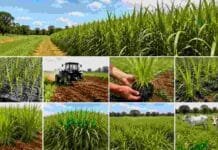 La pastura africana que crece donde otras se ahogan: el INTA presentó una guía para implantarla en el NEA Etapas de implantación del pasto Nilo en el NEA, desde plantines y preparación del suelo hasta crecimiento del forraje y uso productivo con ganado en pastoreo.