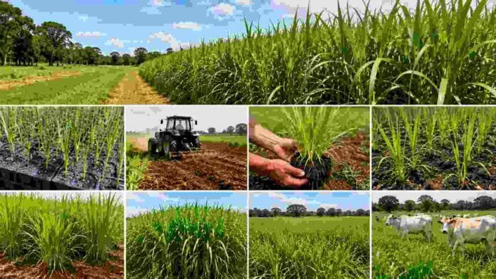 implantacion-pasto-nilo-nea-guia-productiva Etapas de implantación del pasto Nilo en el NEA, desde plantines y preparación del suelo hasta crecimiento del forraje y uso productivo con ganado en pastoreo.