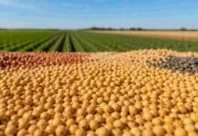 El INASE habilitó una quita en las multas de la Ley de Semillas para incentivar el pago espontáneo Semillas agrícolas a granel sobre un campo productivo, en referencia al régimen de pago espontáneo del INASE y las multas de la Ley de Semillas.