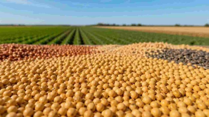 Semillas agrícolas a granel sobre un campo productivo, en referencia al régimen de pago espontáneo del INASE y las multas de la Ley de Semillas.