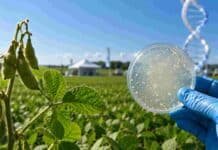 El INTA logró inoculantes más potentes sin cambiar nada del manejo habitual Investigador sostiene una placa de laboratorio con microorganismos frente a un cultivo de soja, representando el desarrollo de inoculantes biotecnológicos para mejorar la fijación biológica de nitrógeno.