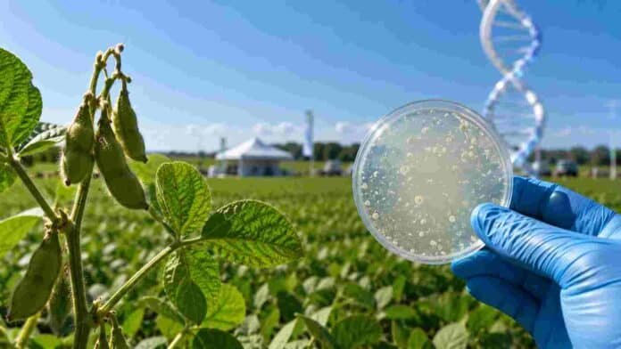 inoculantes-edicion-genica-soja Investigador sostiene una placa de laboratorio con microorganismos frente a un cultivo de soja, representando el desarrollo de inoculantes biotecnológicos para mejorar la fijación biológica de nitrógeno.