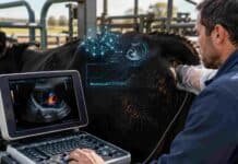 INTA logró detectar preñez bovina a los 19 días y promete mejorar la eficiencia de la cría Veterinario realiza ecografía color con inteligencia artificial para detectar preñez temprana en una vaca bovina.