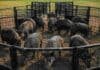 En Corrientes los jabalíes devoran hasta 50 hectáreas de arroz por noche: encontraron la forma de frenarlos Grupo de jabalíes dentro de una trampa de captura múltiple en un predio rural, utilizada para el control de especies invasoras en sistemas agropecuarios.