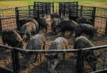En Corrientes los jabalíes devoran hasta 50 hectáreas de arroz por noche: encontraron la forma de frenarlos Grupo de jabalíes dentro de una trampa de captura múltiple en un predio rural, utilizada para el control de especies invasoras en sistemas agropecuarios.