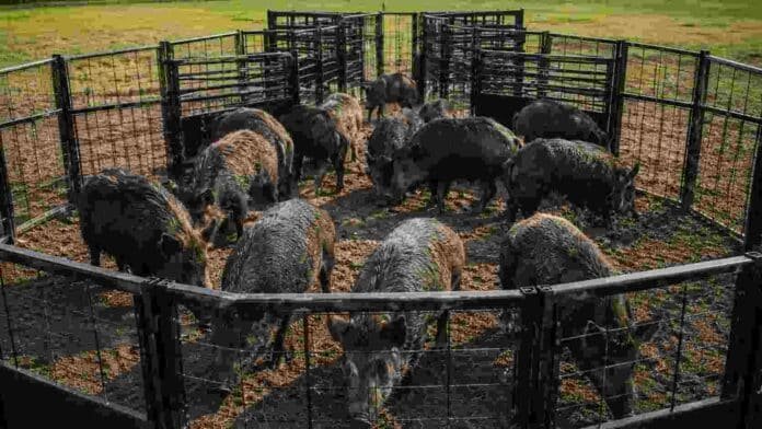 Grupo de jabalíes dentro de una trampa de captura múltiple en un predio rural, utilizada para el control de especies invasoras en sistemas agropecuarios.