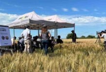 Neogen apuesta a la genética eficiente en nitrógeno para bajar costos en la campaña de trigo 2026 Productores y técnicos participan de una jornada a campo en un lote de trigo durante una presentación de tecnologías y manejo de cultivos.