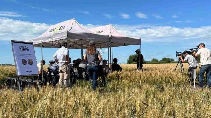Productores y técnicos participan de una jornada a campo en un lote de trigo durante una presentación de tecnologías y manejo de cultivos.