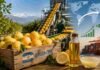 Las exportaciones de limón a China explotaron un 921% y marcan un récord histórico Cosecha y procesamiento de limones argentinos destinados a exportación, con cajas de fruta fresca, aceite esencial de limón y contenedores portuarios que representan el fuerte crecimiento de las ventas hacia China y otros mercados internacionales.