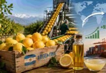 Las exportaciones de limón a China explotaron un 921% y marcan un récord histórico Cosecha y procesamiento de limones argentinos destinados a exportación, con cajas de fruta fresca, aceite esencial de limón y contenedores portuarios que representan el fuerte crecimiento de las ventas hacia China y otros mercados internacionales.